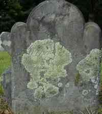 Althea PACKARD - Grave  Mrs. Aletha Packard, died Dec. 30, 1805, in her 52d year.
